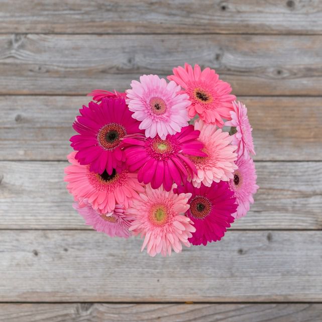 Pink Gerbera Daisy Bouquet The Bouqs Co.