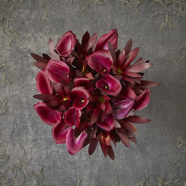 Red Calla Lily Flower