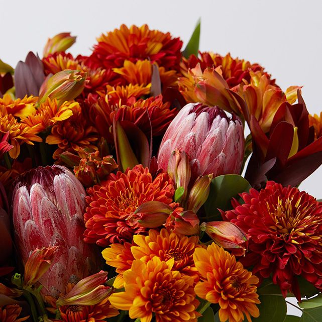 Red Protea + Bronze Mums & Pompons The Bouqs Co.