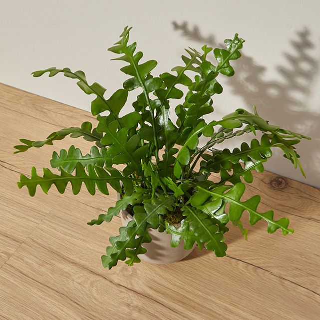 Ric Rac Cactus in Taupe Pot - The Bouqs Co.