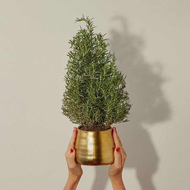 Rosemary Cone Plant in Gold Pot The Bouqs Co.