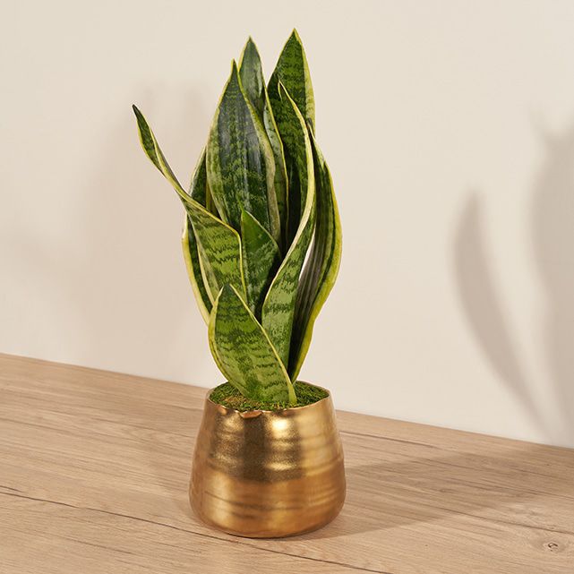 Snake Plant in Gold Pot - Sansevieria Trifasciata - The Bouqs Co.