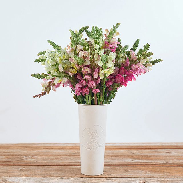 Pink And White Snapdragon Bouquet The Bouqs Co Pink And White Snapdragon Bouquet The Bouqs Co