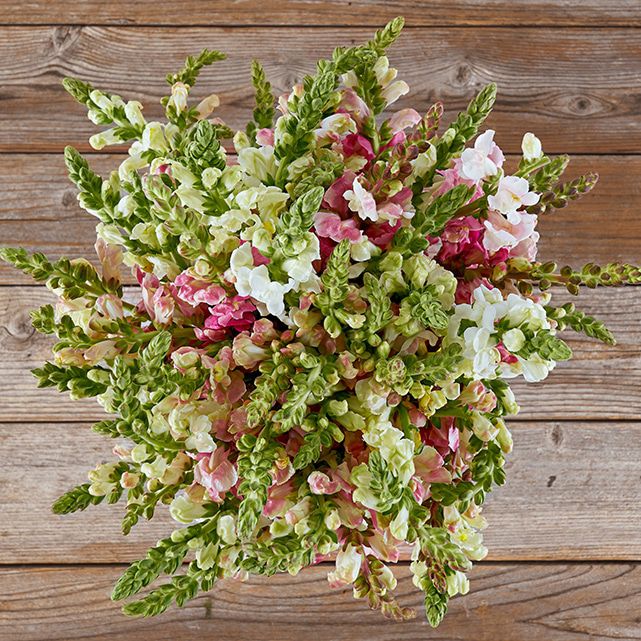 Pink And White Snapdragon Bouquet The Bouqs Co Pink And White Snapdragon Bouquet The Bouqs Co