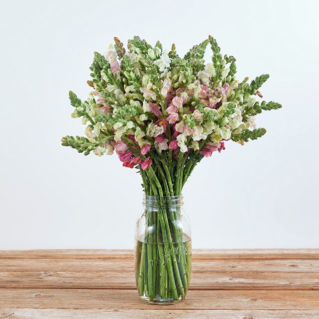 Pink And White Snapdragon Bouquet The Bouqs Co Pink And White Snapdragon Bouquet The Bouqs Co