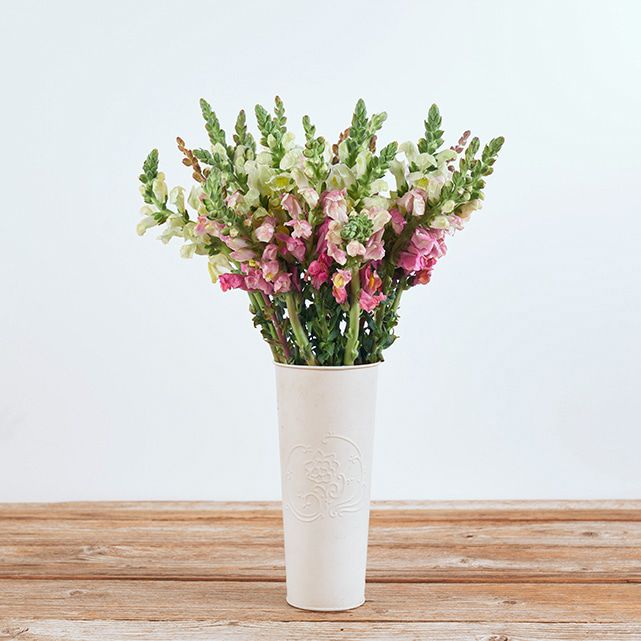 Pink And White Snapdragon Bouquet The Bouqs Co Pink And White Snapdragon Bouquet The Bouqs Co