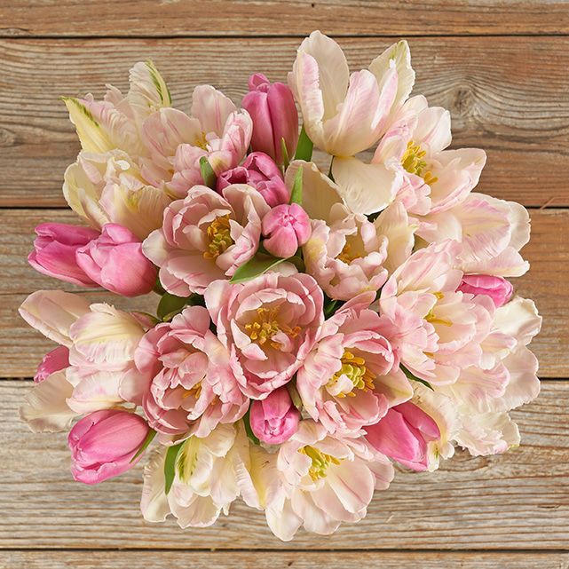 Spring Tulips