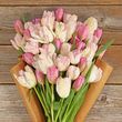 Spring Tulips