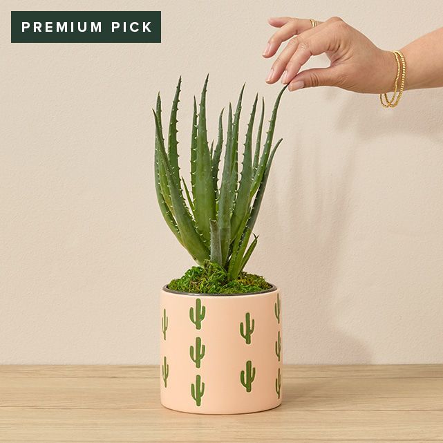 Aloe Vera Plant