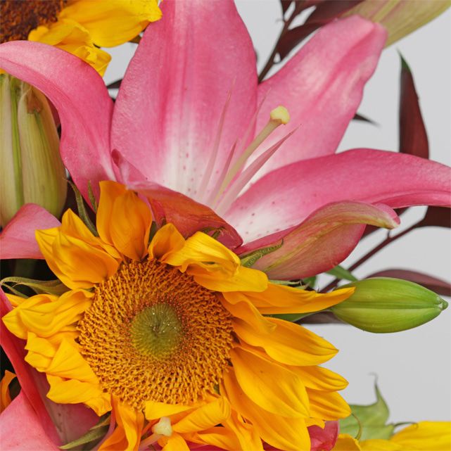 Sunflower Arrangement with Pink Asiatic Lilies The Bouqs Co.