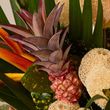 Pina