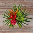 Tropical Love