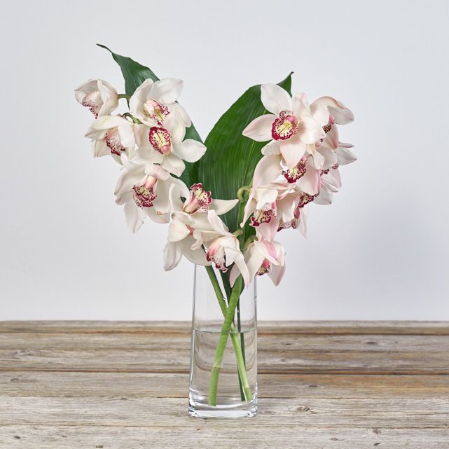 White Spray Orchid Bouquet The Bouqs Co