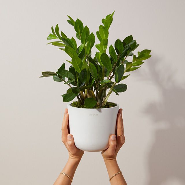 Zamioculcas Zamiifolia (ZZ) Plant in White Ecopot - The
